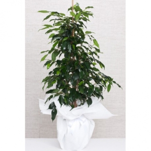  Malatya Çiçekçiler - ficus benjamin